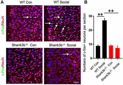 Decrease of GSK-3β Activity in the Anterior Cingulate Cortex of Shank3b−/− Mice Contributes to Synaptic and Social Deficiency